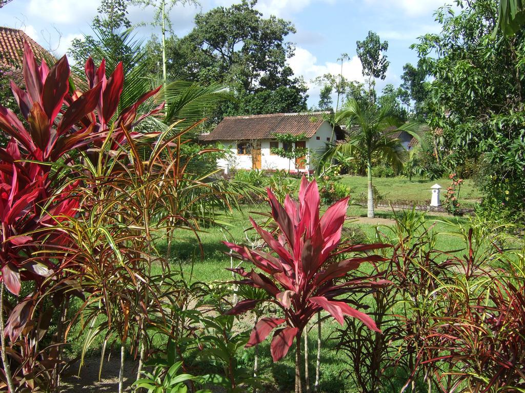 Guesthouse Rumah Senang Kalibaru Exteriér fotografie